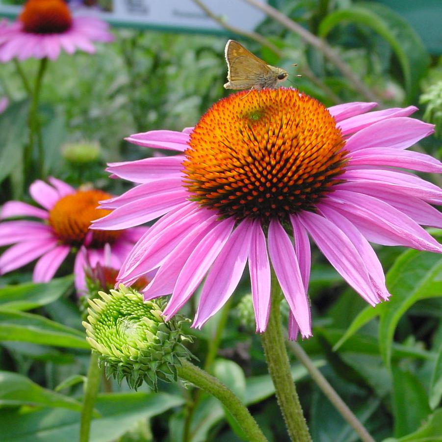 Echinacea purpurea 'Ruby Star' (purple coneflower)