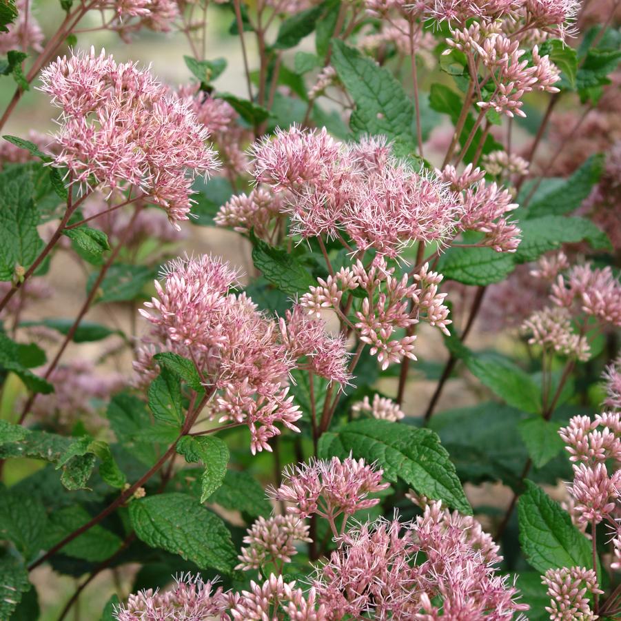 Eupatorium dubium 'Little Joe' (Joe Pye weed)