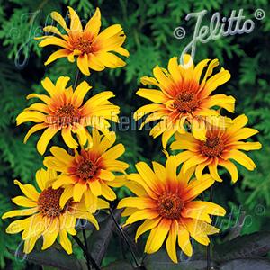 Heliopsis helianthoides var. scabra 'Burning Hearts' (smooth oxeye)