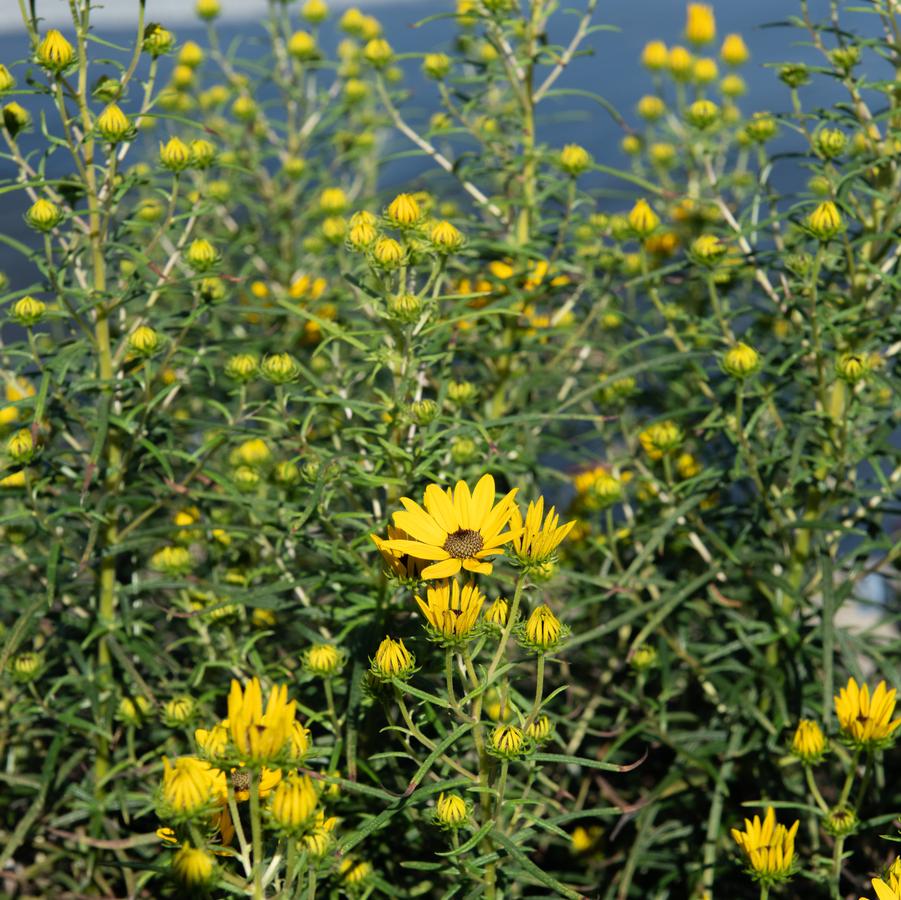 Helianthus salicifolius 'Autumn Gold' (willowleaf sunflower)