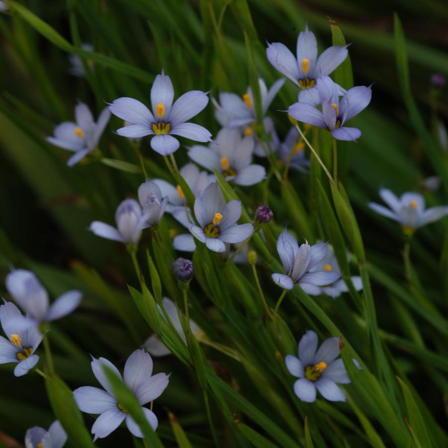 Sisyrinchium nashii 'Suwannee' (blue-eyed grass)