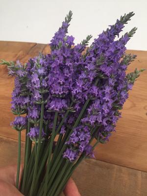 Lavandula × intermedia Sensational!® 'Tesseract' (lavender)