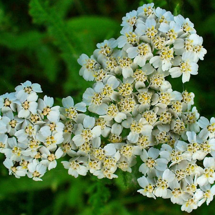 Achillea millefolium (yarrow)