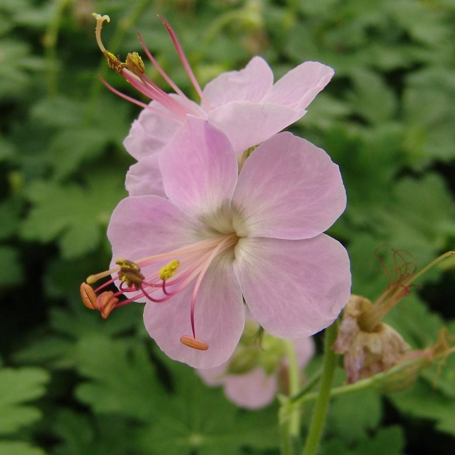 Geranium macrorrhizum 'Ingwersen's Variety' (bigroot geranium)