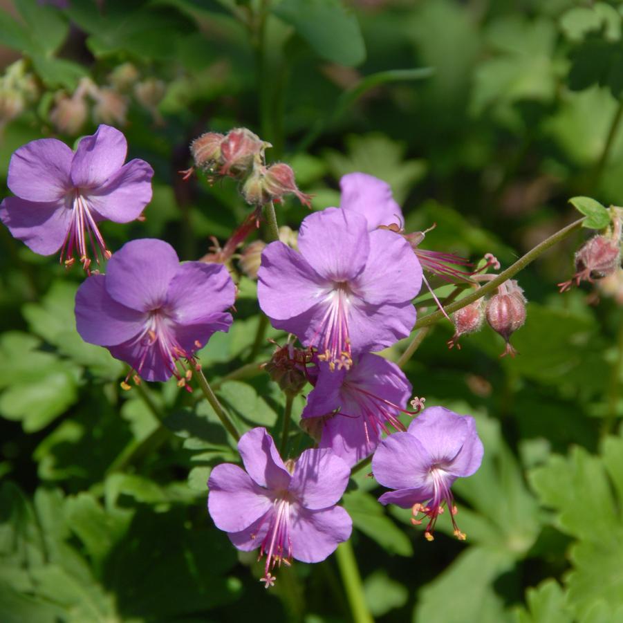 Geranium × cantabrigiense 'Karmina' (Cambridge geranium)