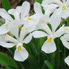Iris cristata 'Tennessee White'