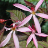 Porteranthus trifoliatus 'Pink Profusion'