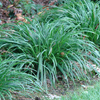 Carex amphibola