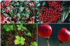 THE PLUG© - Week 5020: Invasive plants for Holiday Decor