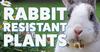 THE PLUG© - Week 3921: Rabbit-Resistant Plants
