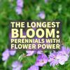 THE PLUG© - Week 1923: The Longest Bloom: Perennials with Flower Power