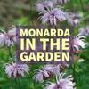 THE PLUG© - Week 2823: Monarda in the Garden