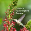 THE PLUG© - Week 3523: Create a Hummingbird Garden