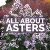 THE PLUG© - Week 3723: All About Asters