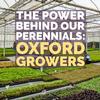 THE PLUG© - Week 4023: The Power Behind our Perennials, Oxford Growers