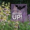 THE PLUG© - Week 4323: Creating a Bat-Friendly Garden