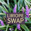 THE PLUG©—Week 1424: Liriope Swap