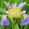 THE PLUG©—Week 1824: All Hail Iris