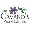 MD - Cavano's Perennials