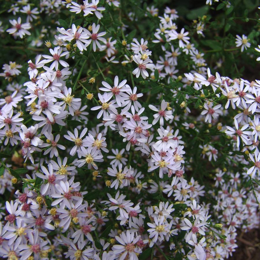 Aster cordifolius (blue wood aster)