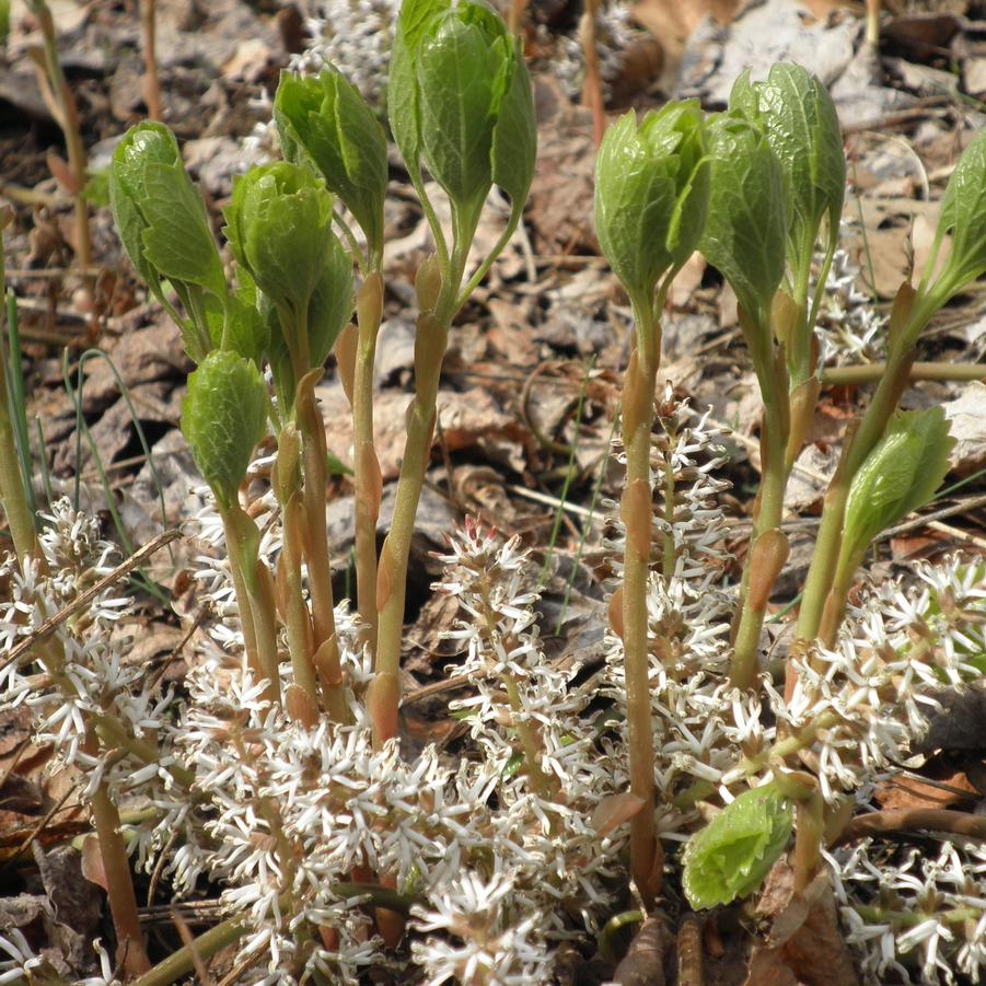 Pachysandra procumbens (Allegheny spurge)