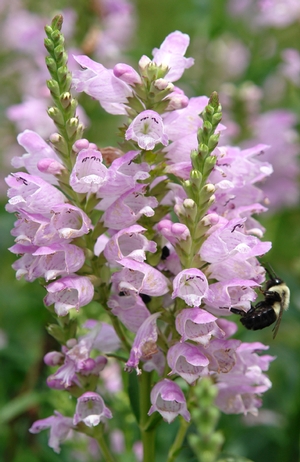 Physostegia virginiana 'Pink Manners' (obedient plant)