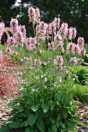 Stachys officinalis 'Pink Cotton Candy' (Betony)