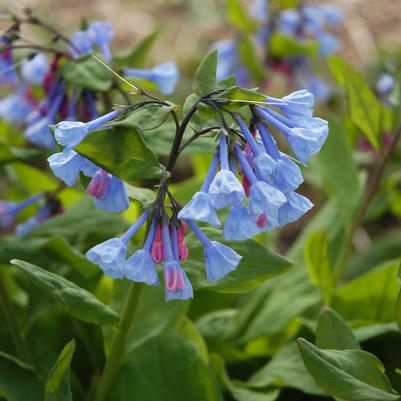 Mertensia virginica - Virginia bluebells Mertensia virginica - Virginia bluebells