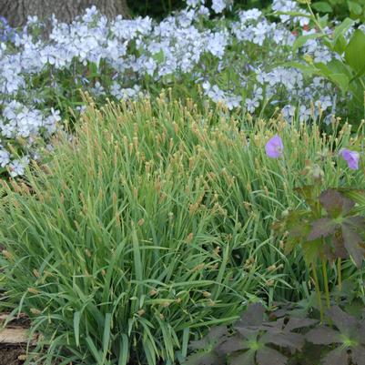 Carex laxiculmus Bunny Blue® 'HOBB'