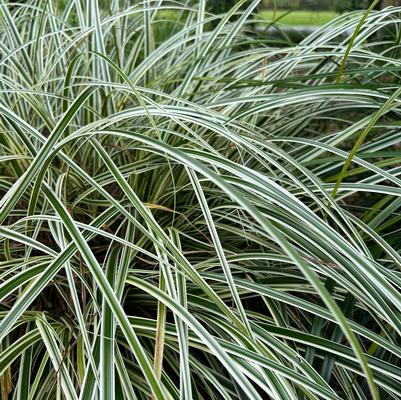 Carex Feather Falls ™