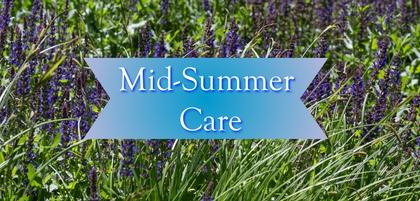 Mid-Summer Care