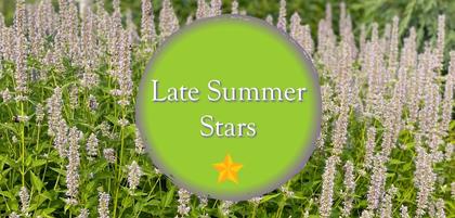 Late Summer Stars