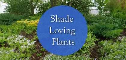 Shade Loving Plants