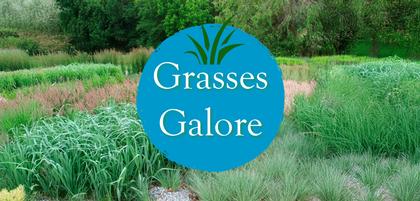 Grasses Galore