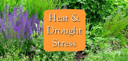 Heat & Drought Stress