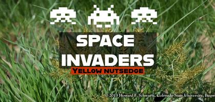 Nutsedge Nightmare