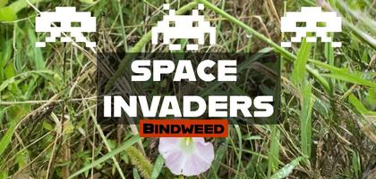 Bindweed: A Garden Menace