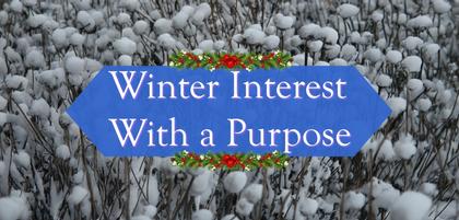 Winter Interest With a Purpose