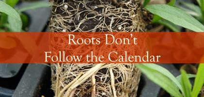 Early-Season Root Zone Management