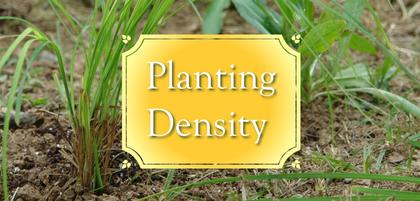 Planting Density