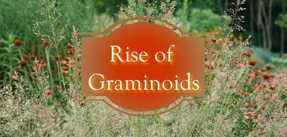 Rise of Graminoids