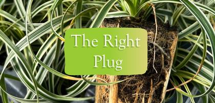 The Right Plug
