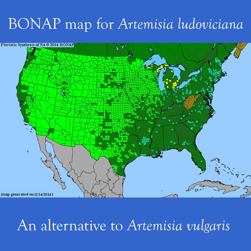 BONAP Map: Artemisia ludoviciana