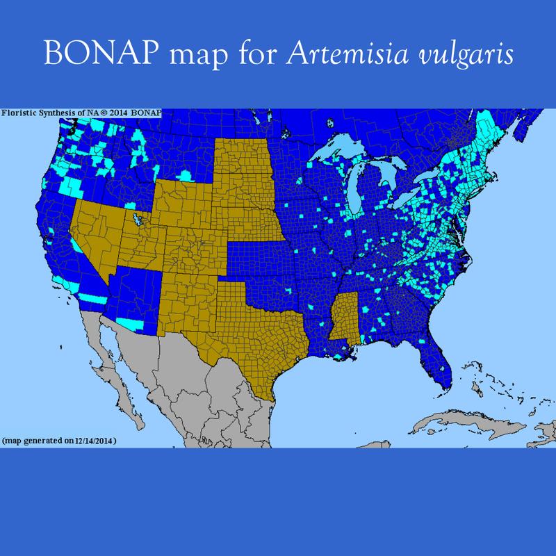 Bonap Map: Artemisia vulgaris