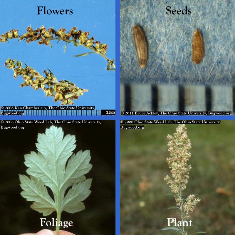 Mugwort Plant