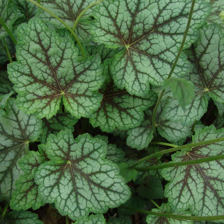 Heuchera americana 'Dale's Strain' American alumroot from North Creek Nurseries