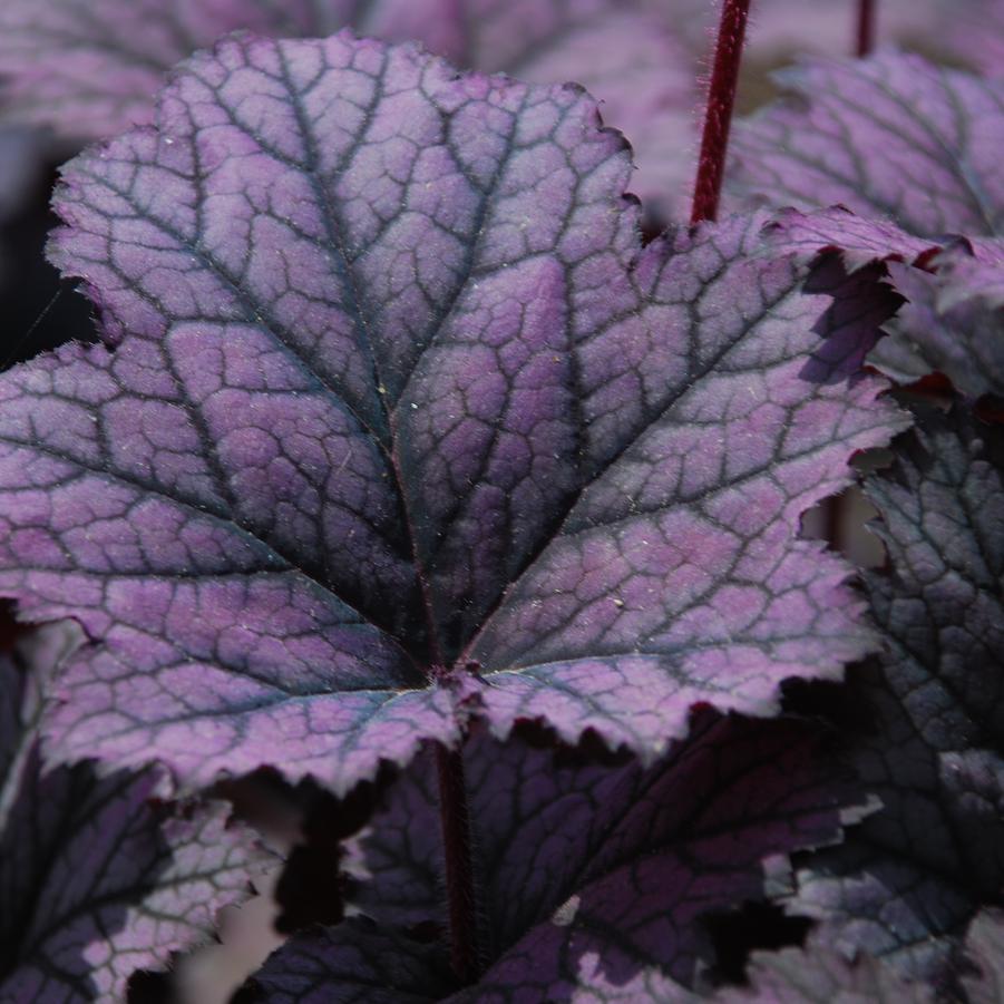 Heuchera 'Frosted Violet' alumroot, coral bells from North Creek Nurseries