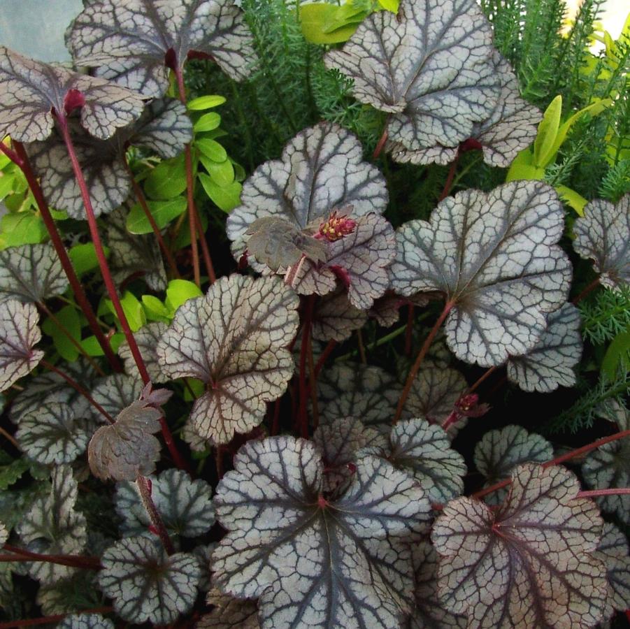 Heuchera 'Silver Scrolls' (alumroot, coral bells)