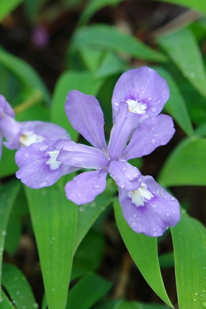 White Ford Escape >> Iris cristata 'Eco Bluebird' dwarf crested iris from North ... White Ford Escape >> Iris cristata 'Eco Bluebird' dwarf crested iris from North ...