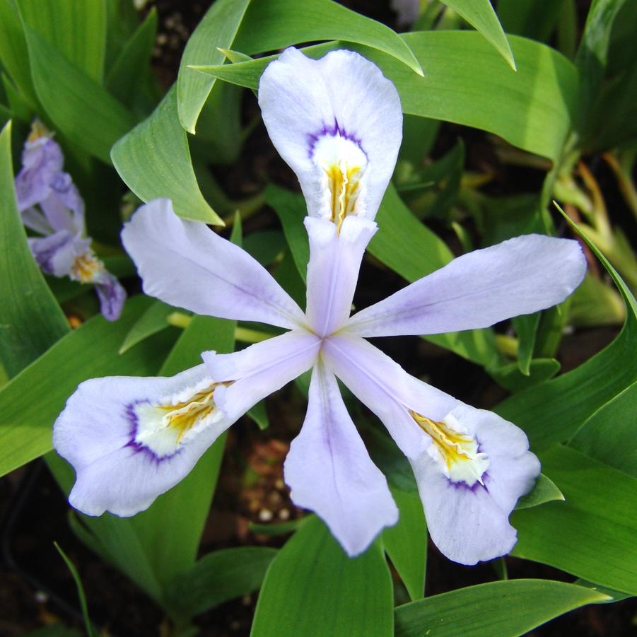 Iris cristata 'Powder Blue Giant' dwarf crested iris from North Creek Nurseries